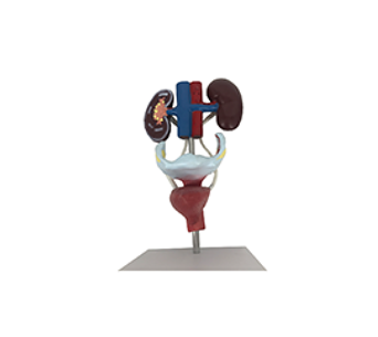 female urinary system simulator