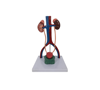 Urinary system magnified simulator