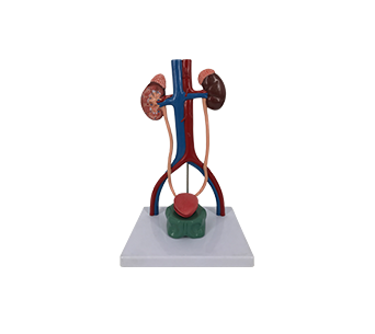 Urinary system magnified model