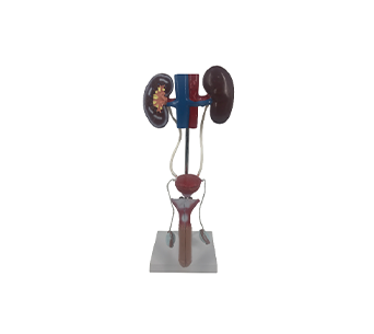 male urinary system model