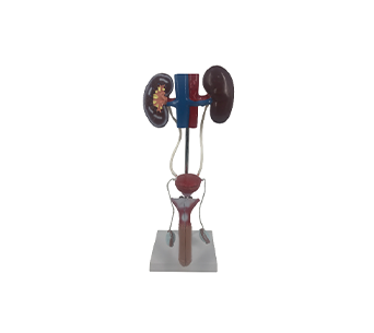 Male urinary system simulator
