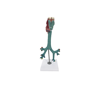 Larynx, trachea, bronchi and segmental bronchi anatomical simulator