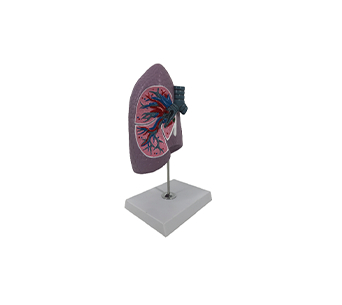 Right lung and bronchus model