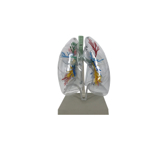 clear lung segment model