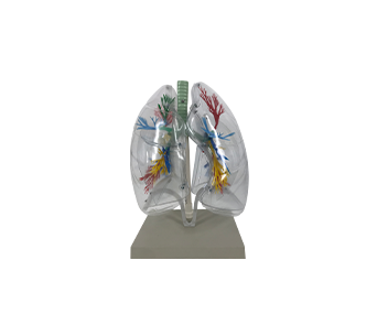 Transparent lung segment simulator