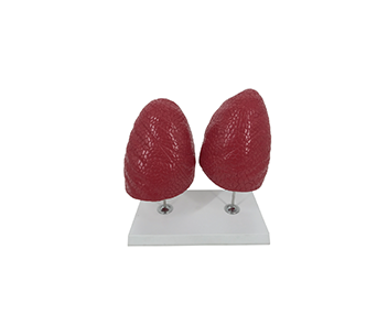 Left and right lung enlarged anatomical simulator