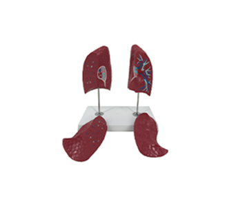 Lung anatomical simulator (4 parts)