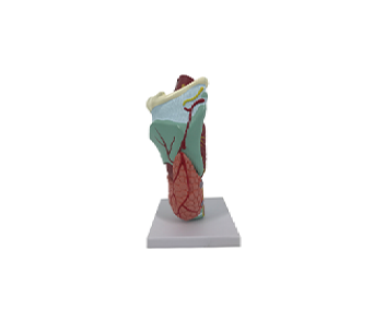 Laryngeal Anatomical Enlarged simulator (5 parts)