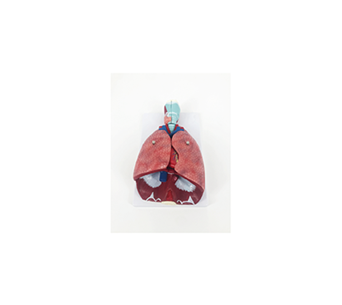 Human Respiratory System Model (7 parts)