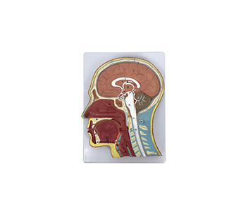 Head sagittal section simulator