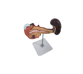 Pancreas, spleen and duodenum simulator
