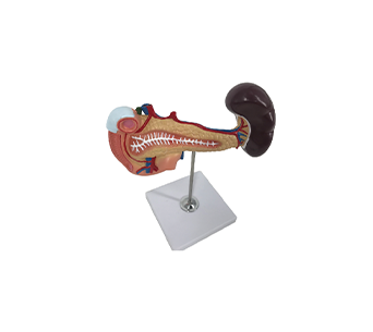 Pancreas, spleen and duodenum model