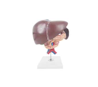 Hepatopancreas duodenum anatomical simulator