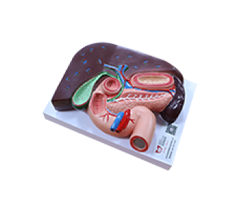 Liver, pancreas, spleen, stomach and duodenum simuator