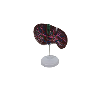 Hepatobiliary anatomical with vessels simulator