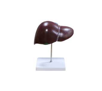 Liver anatomical simulator
