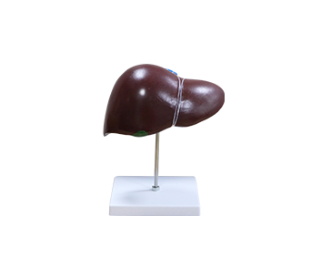 Liver Anatomy Model