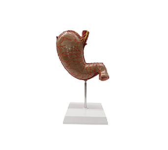 1.5x magnified anatomical stomach (2 parts)