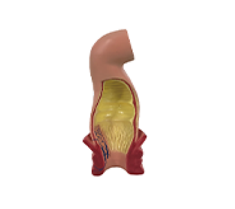 Rectal Lumen simulator