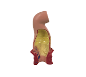 Rectal Lumen Model