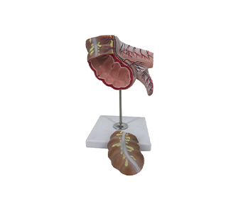 Appendix and cecum simulator of (2 parts)