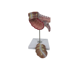 Model of appendix and cecum (2 parts)