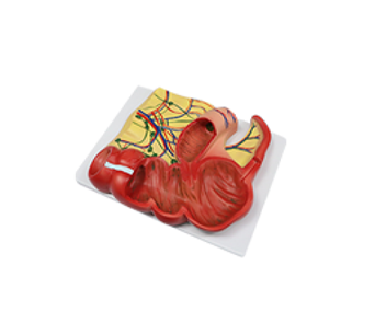 Appendiceal and cecum section anatomical simulator