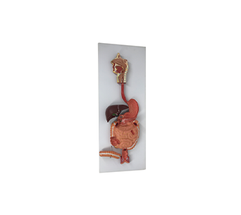 Human Digestive System simulator