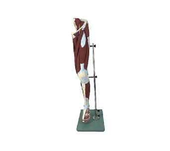 Lower limb muscles anatomical simulator (13 parts)