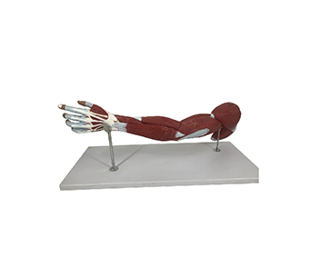 Upper Limb Muscle simulator (7 parts)