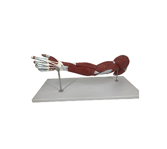 Upper Limb Muscle Model (7 parts)