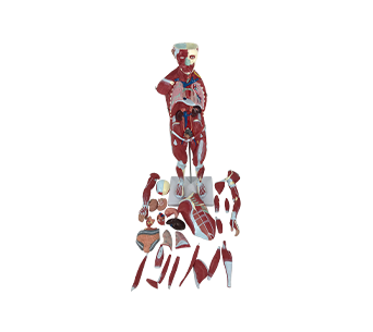 Human body muscle anatomy model 70cm (27 parts)