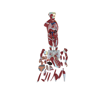 Male Body Muscle Anatomical simulator 176cm (29 Parts)