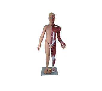 Anatomical model of bisexual whole body muscles (height 176cm)