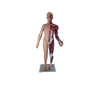 Bisexual body muscle anatomical simulator(height 176cm)