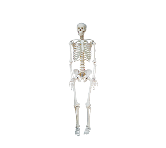 Male Whole Body Muscle Anatomy Model 176cm (29 Parts)