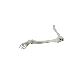 lower limb bone model