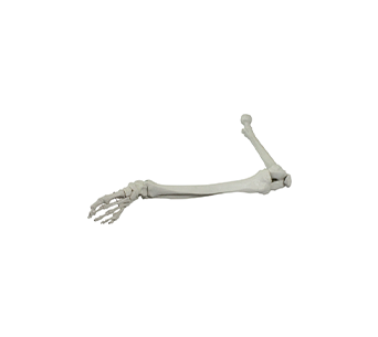 lower limb bone simulator