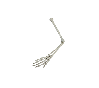 upper limb bone simulator
