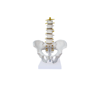 Male pelvis with 5 lumbar vertebrae model