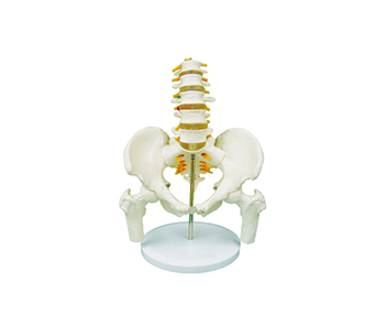Lumbosacral and coccygeal vertebrae with spinal nerve attachment to pelvic and f