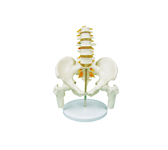 Model of lumbosacral and coccygeal vertebrae with spinal nerves attached to pelv