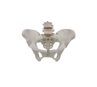 Male pelvis with 2 lumbar vertebrae model
