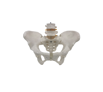 Male pelvis with 2 lumbar vertebrae simulator