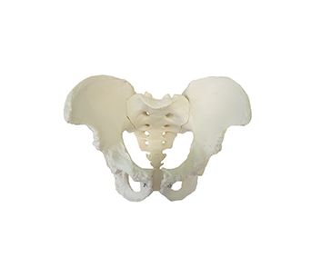 female pelvis skeletal model