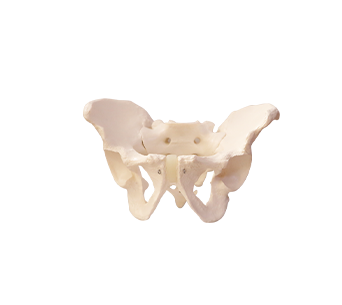 male pelvic bone model