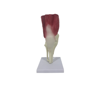 Muscle ligaments of knee joint simulator