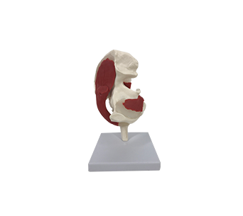 Muscle ligaments attached to hip joint simulator