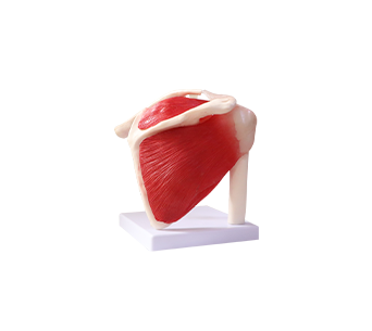 Shoulder joint attached muscle ligament model