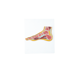 Foot joint profile simulator